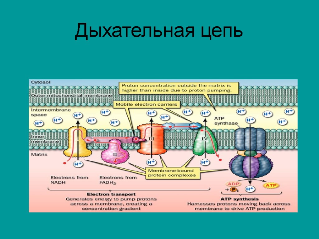 Дыхательная цепь